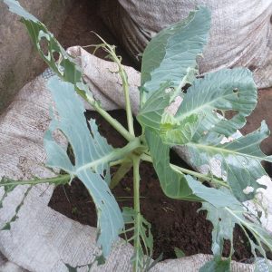 cabagge plant eaten by snail