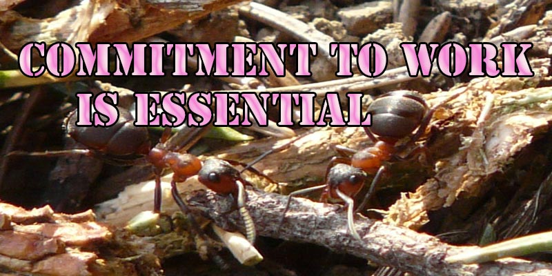 Commitment to work by ants